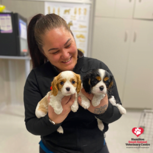 Puppies at Hamilton Vets