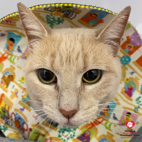 A88AB5EB-C0A2-415A-B612-164A9F99B36E 2023-08-24 03_37_13