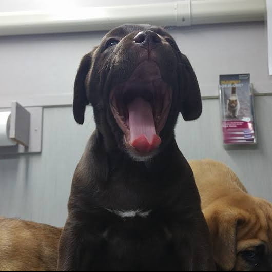 Hamilton Veterinary Services Dog Picture