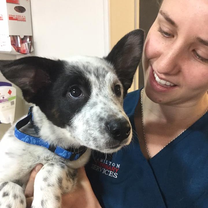 Our Services Hamilton Vets